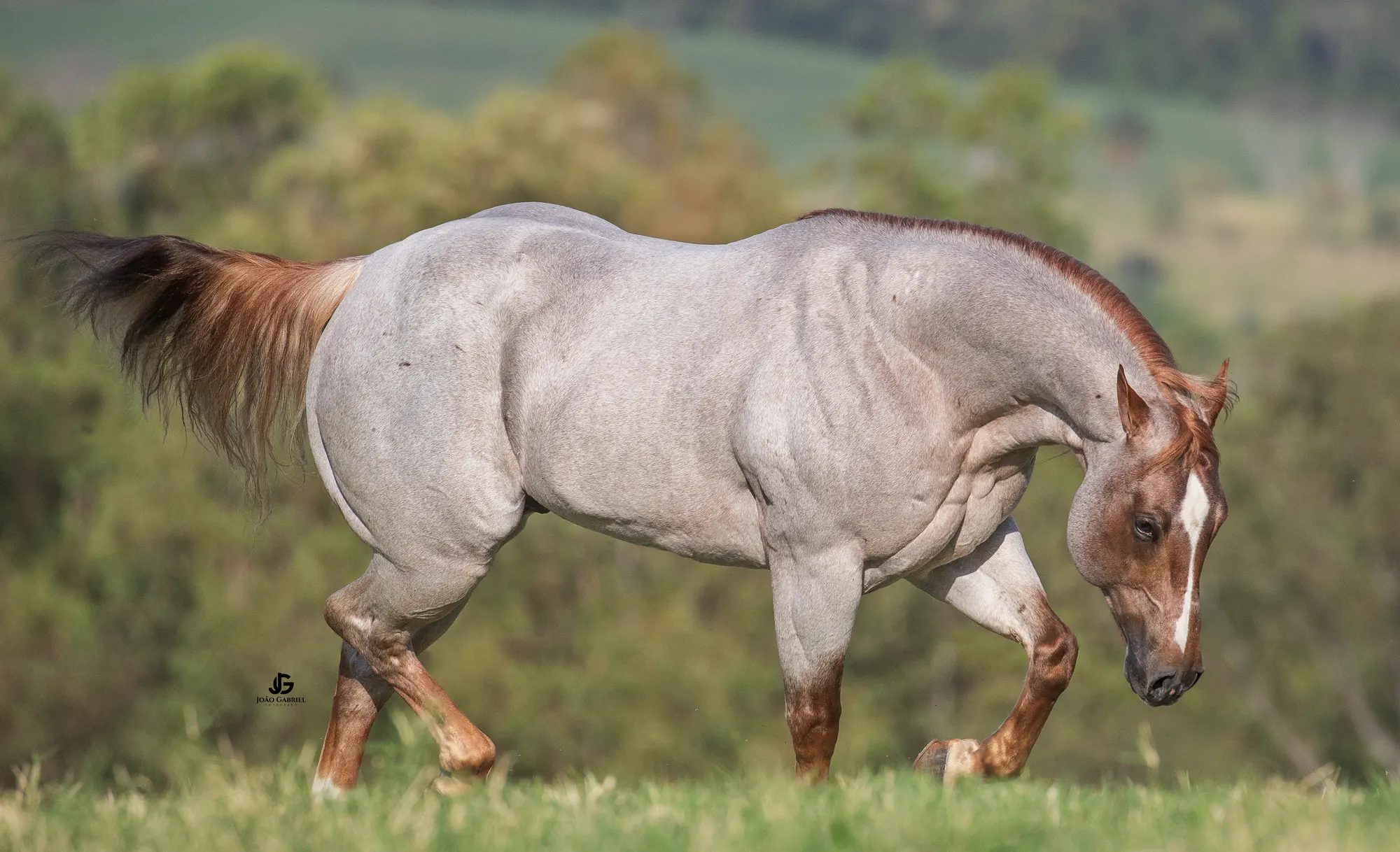 Cavalo quarto de milha em movimento no pasto