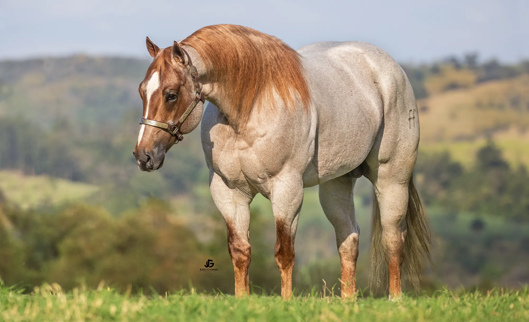 Cavalo no pasto com as montanhas do Sul de Minas ao fundo