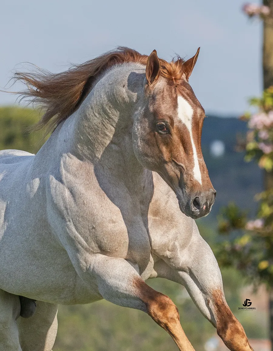 Cavalo com a crina ao vento