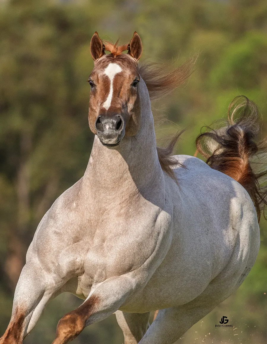 Cavalo galopando em direção à câmera